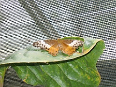 CairnsTC389 Butterflies Sanctuary